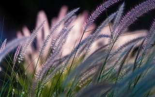 Картинка Symphony by Nature, боке, травинки