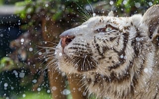 Картинка кошка, капли, профиль, морда, ©Tambako The Jaguar, белый тигр