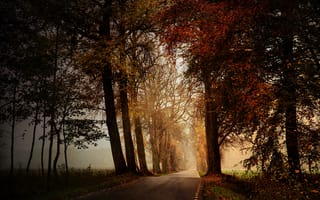 Обои дорога, осень, природа