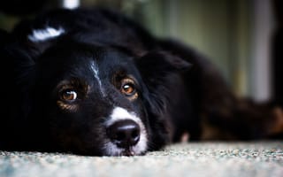 Обои собака, dog, пес, лежит, white, черный, взгляд, белый, смотрит, black
