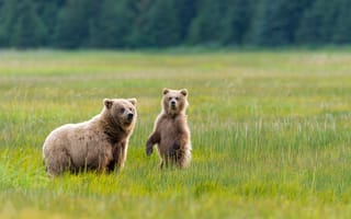 Картинка двое, Национальный парк, природа, медвежонок, медведица, луг, Медведи, Аляска, зелень, трава