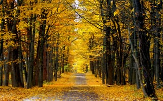 Картинка проселочная, лес, осень, дорога, солнечный день