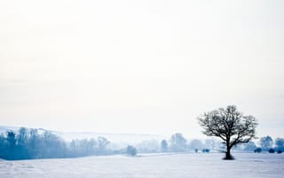 Картинка пейзаж, landscape, sky, forest, nature, snow, природа, 2560x1600, trees, лес, winter, небо, снег, зима, деревья