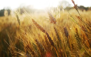Картинка пшеница, колосья, трава, поле, колоски, макро природа