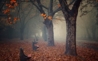 Картинка туман, парк, осень, природа