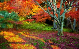 Картинка природа, пейзаж, осень, деревья, красота, ярко, красочно, дерево, листья, листопад
