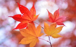 Обои осень, природа, ветка, клен, листья