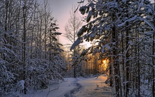 Обои утро, лес, природа, снег, пейзаж