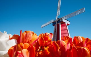 Обои цветы, небо, тюльпаны, ветряная мельница, Нидерланды
