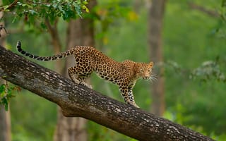 Картинка леопард, дикая природа, дерево