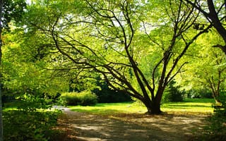 Картинка дерево, земля, природа, романтика, растения, парк, листья, лето