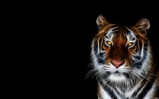 Картинка тигр, морда, черный