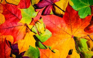 Обои осень, nature, листья, природа, autumn, leaves