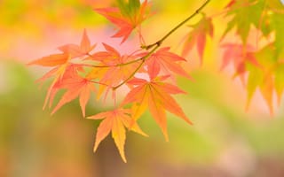 Картинка клен, осень, макро, ветка, листья