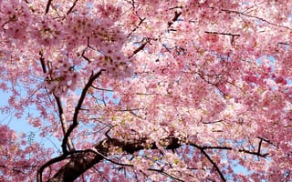 Обои Japan, восток, весна, лепестки, ветви, сакура, розовые, sakura