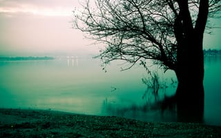 Картинка туман, озеро, утро, дерево, берег