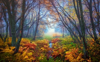 Картинка природа, папоротник, туман, осень, листья, желтые, ветки, деревья, Лес