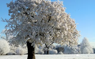 Обои дерево, зима, снег, Природа, иней