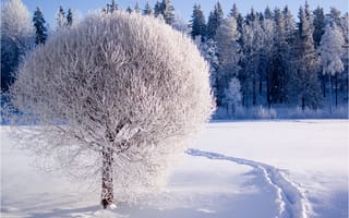 Картинка природа, иней, дерево, лес, снег, зима