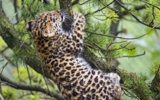 Картинка кошка, котёнок, ветки, ©Tambako The Jaguar, амурский, леопард, сосна, детёныш