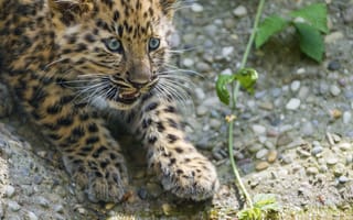 Картинка кошка, леопард, взгляд, детёныш, амурский, камни, котёнок, ©Tambako The Jaguar