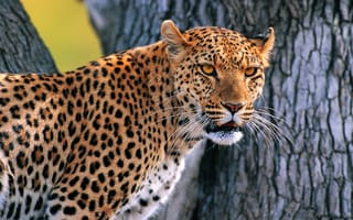 Картинка леопард, смотрит, усатая морда, дерево