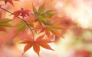 Картинка клен, листья, ветка, осень, макро