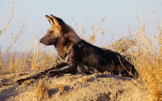 Картинка гиеновидная собака, отдых, хищник, профиль, Африка, африканская дикая собака, лежит