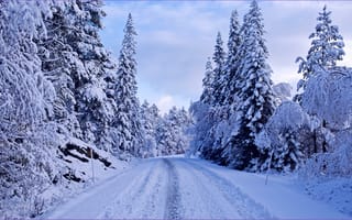 Картинка зима, дорога, пейзаж, деревья