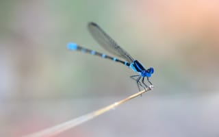 Картинка крылья, dragonfly, стебель, blue rings, wings, синие кольца, стрекоза, stalk