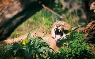 Картинка кошка, степная рысь, каракал, зевает, трава, пасть