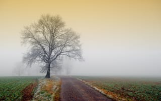 Обои природа, дорога, иней, туман, поле, дерево