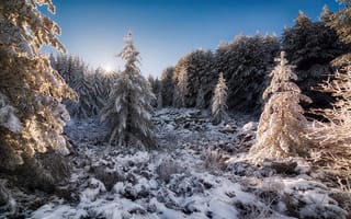 Картинка горный массив, солнце, снег, Болгария, осень, Ноябрь, Витоша, лес