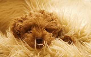 Картинка собака, одеяло, шерсть