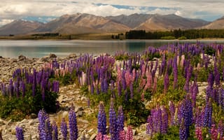 Картинка цветы, Delphinium, Новая Зеландия, шпорник, живокость, дельфиниум, Lake Tekapo, Текапо, озеро, горы, камни