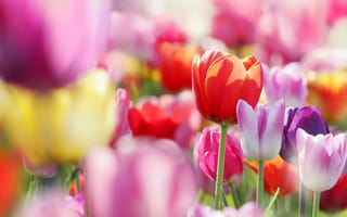 Картинка тюльпаны, цветы, весна, бутоны