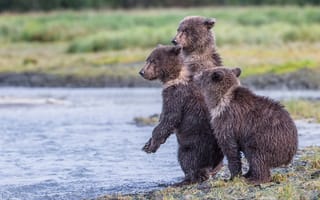 Картинка Аляска, заповедник, три медвежонка, Katmai National Park