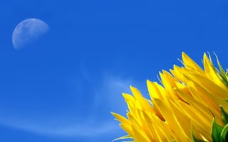 Картинка жёлтый, небо, цветок