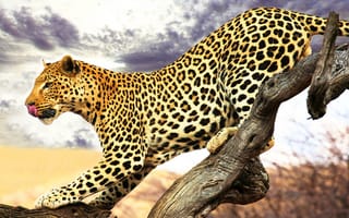 Картинка леопард, крадётся, пятнистый, профиль, язык, сухое дерево