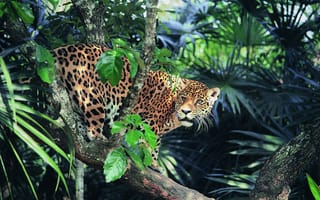 Картинка взгляд, джунгли, Ягуар, солнечный свет