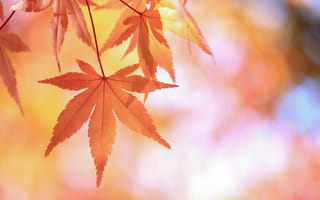 Обои японский клен, красные, ветка, листья