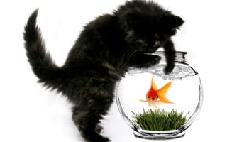 Картинка кот, рыбка, аквариум, котёнок, золотая, кошка