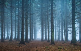 Картинка лес, листья, ветви, путь, туман, деревья