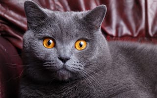 Картинка кот, британский, британец, кошка, морда, глаза, короткошерстный, cat, желтые, серый, окрас