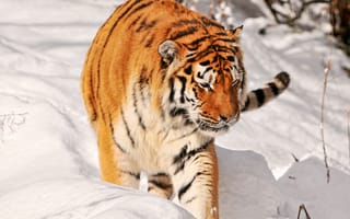 Картинка тигр, снег, большая кошка, охота, амурский, хищник
