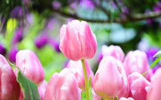 Картинка тюльпаны, макро, ярко, весна, розовый, бутоны
