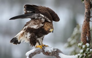 Картинка зима, bird, Птица, мороз, крылья, winter, снег, ель, елка, snow, орел, сосна, перья, ёлка, eagle
