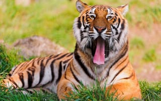 Картинка тигр, морда, большая кошка, трава, усы, лежит, взгляд, зевает