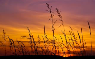 Картинка закат, сиреневый, трава, жёлтый, солнце, небо, поле