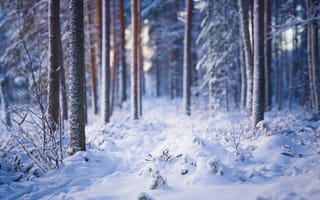 Обои деревья, снег, зима, лес